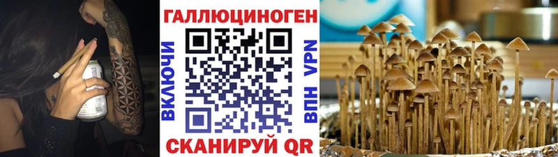 даркнет Telegram  OMG ССЫЛКА  Чердынь  Галлюциногенные грибы Psilocybe 